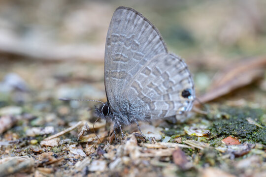 Beautiful Butterfly of Borneo Prosotas sp.