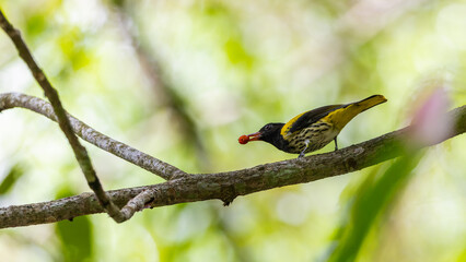 Black-headed oriole perching on branch in jungle