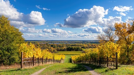 Naklejka premium Scenic Vineyard Landscape in Autumn with Vibrant Foliage and Rolling Hills Under a Beautiful Cloudy Sky
