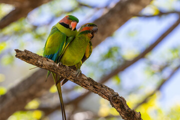 Couple of Long-Tailed Parakee perched on the tree branch.