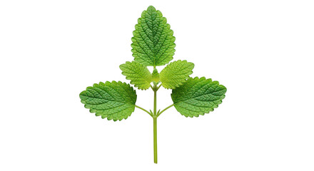 Fresh Lemon Balm Sprig Isolated On Black Background