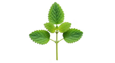 Fresh Lemon Balm Sprig Isolated On Black Background