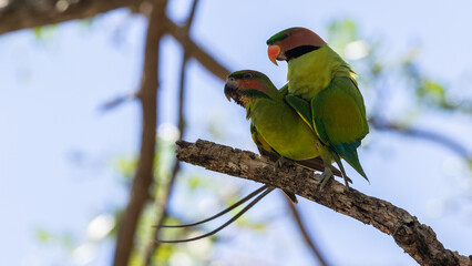 Couple of Long-Tailed Parakee perched on the tree branch.