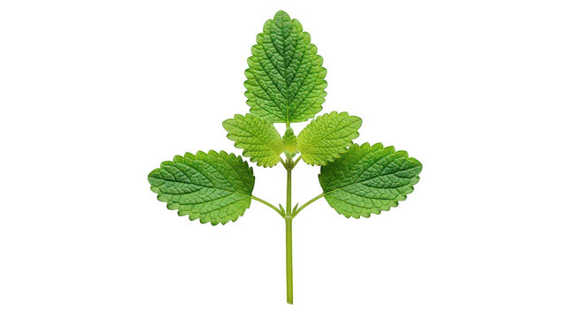 Fresh Lemon Balm Sprig Isolated On Black Background