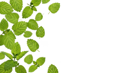 Vibrant Green Lemon Balm Leaves On Black Background