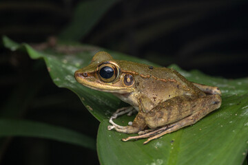 Obraz premium frog perched on vibrant green leaf in lush rainforest