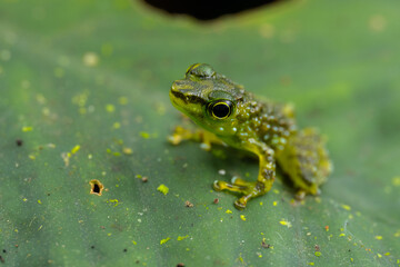 Staurois tuberilinguis frog perched on vibrant green leaf in lush rainforest