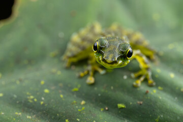Staurois tuberilinguis frog perched on vibrant green leaf in lush rainforest