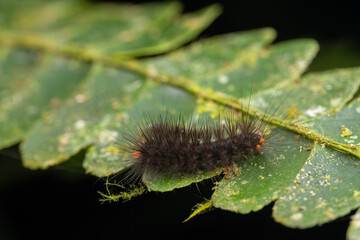 Spiny green caterpillar crawling on a leaf in the rainforest