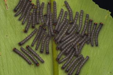 Group of ermine moths caterpillars crawling on green leaf