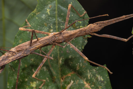 Macro Image of Maiting of Stick Insect of Borneo Island