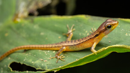 Tiny lizard resting on vibrant green leaf in rainforest habitat