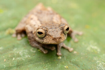 Obraz premium Golden Legged Bush Frog perched on vibrant green leaf in lush rainforest