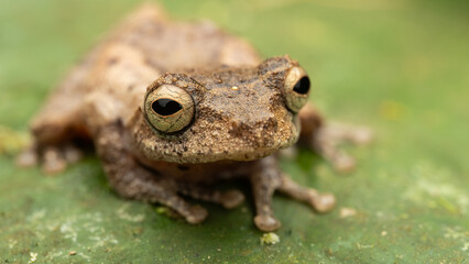Golden Legged Bush Frog perched on vibrant green leaf in lush rainforest