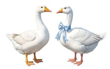 Obraz premium Two white geese, one with a blue bow, isolated on white background