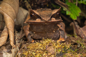 horned frog from Borneo - Megophrys kobayashii frog hiding in moss and leaves