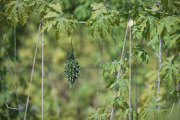 small bitter gourd or bitter melon,momordica charantia on vine plant also known as dwarf variety bitter gourd	
