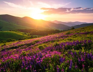 Rolling hills covered with purple wildflowers under a sunset sky