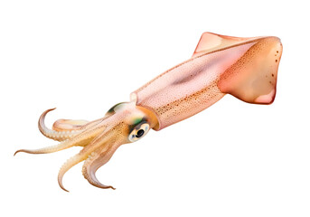 Obraz premium Fresh raw squid isolated on transparent background