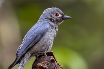 Nature wildlife image of An Ashy Drongo bird