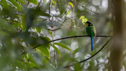Long-tailed broadbill perched on branch holding insect