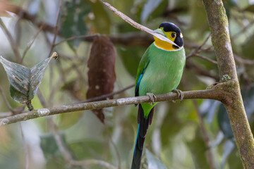 Long-tailed broadbill perched on branch holding insect