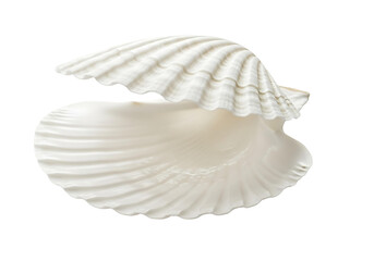 Open white scallop seashell isolated on transparent background