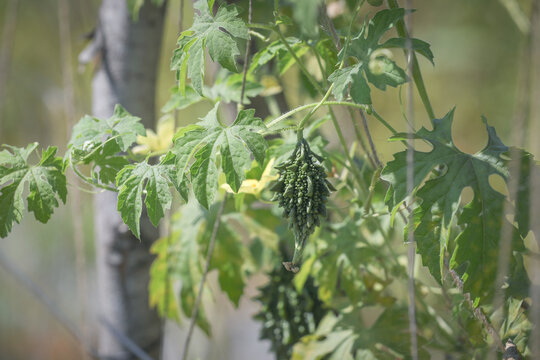 small bitter gourd or bitter melon,momordica charantia on vine plant also known as dwarf variety bitter gourd	
