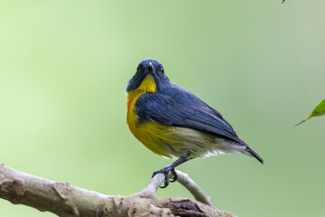Fototapeta premium Nature wildlife image of Yellow-rumped flowerpecker (Prionochilus xanthopygius) endemic of Borneo