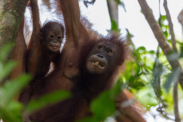 Fototapeta premium Mother orangutan hanging on tree with baby in borneo jungle