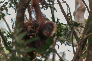 Mother orangutan hanging on tree with baby in borneo jungle