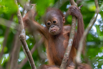 Baby orangutan relaxing and smiling in rainforest tree