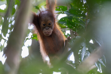 Baby orangutan relaxing and smiling in rainforest tree