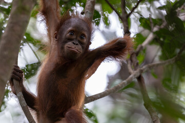 Baby orangutan relaxing and smiling in rainforest tree