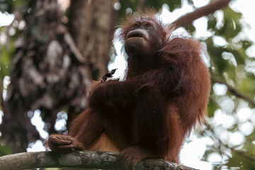 Pensive orangutan resting in lush borneo rainforest canopy