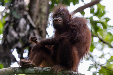 Pensive orangutan resting in lush borneo rainforest canopy