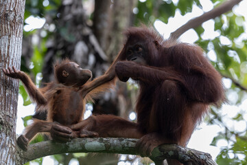Mother orangutan grooming her baby while sitting on a branch in the rainforest