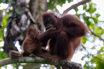 Mother orangutan grooming her baby while sitting on a branch in the rainforest