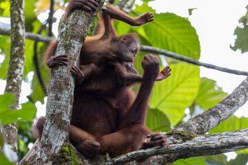 Mother orangutan grooming her baby while sitting on a branch in the rainforest