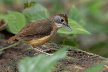 Short-tailed babbler perched on mossy log in lush forest