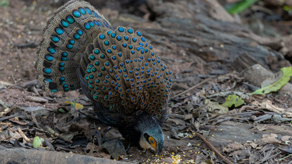 Bornean peacock-pheasant showing colorful feathers in the forest