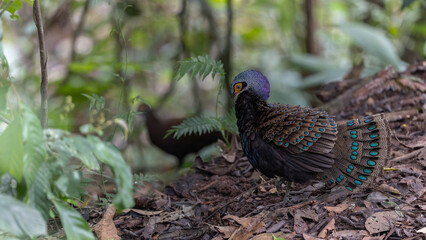 Bornean peacock-pheasant showing colorful feathers in the forest
