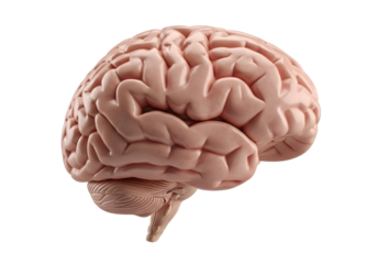 Realistic human brain anatomy isolated on transparent background