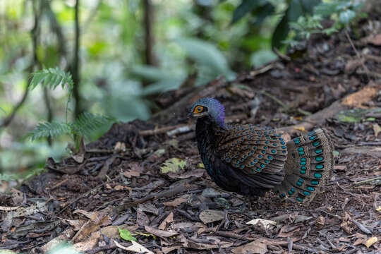 Bornean peacock-pheasant showing colorful feathers in the forest