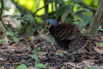 Fototapeta premium Bornean peacock-pheasant showing colorful feathers in the forest