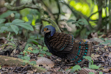 Bornean peacock-pheasant showing colorful feathers in the forest