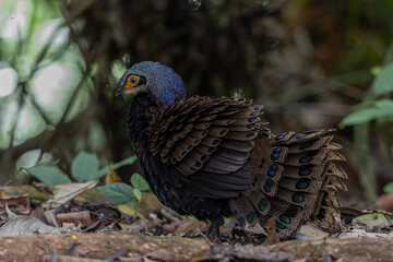 Bornean peacock-pheasant showing colorful feathers in the forest