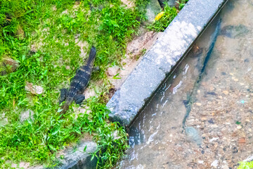 Large monitor lizard walks along tropical river in Phuket Thailand.