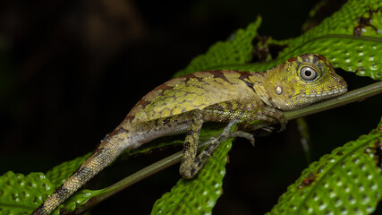 Nature wildlife of Borneo Anglehead Lizard (Gonocephalus borneensis)