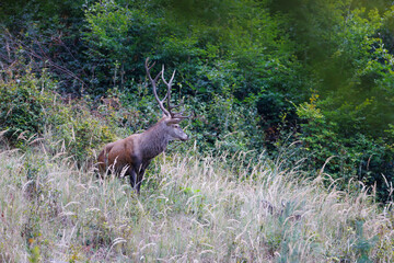 Red deer stag (Cervus elaphus) standing alert in tall dry grass at forest edge, majestic antlers, natural habitat, wild nature, peaceful wildlife scene, soft light.